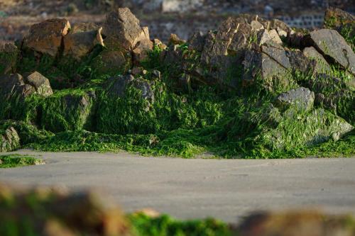 a pile of rocks with grass on the beach at Stop And Go Lang Chai Boutique Resort in Phan Thiet