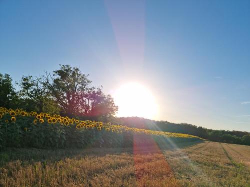 un champ de tournesols avec le soleil couchant en arrière-plan dans l'établissement Villa BIANCA, à Médis