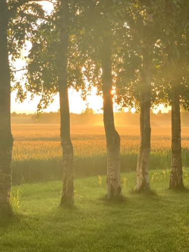 a group of trees with a field in the background at Romantic Luxus Glamping 1 in Idestrup