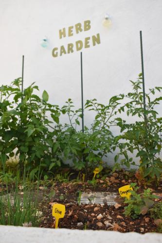 a group of plants in a herb garden at Luna House in Sutivan