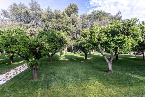 a row of trees in a park with green grass at Villa Tuzzo in Lecce