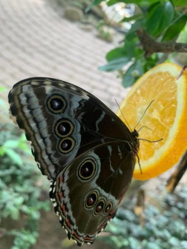 a butterfly is sitting on an orange slice at Albatrosa 17 - apartament nr 3 in Rewal