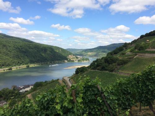 a view of a river in a valley with vines at Winzerhof Ross & Rose in Trechtingshausen
