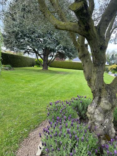a garden with purple flowers and a tree at les Tulipes in Antrain