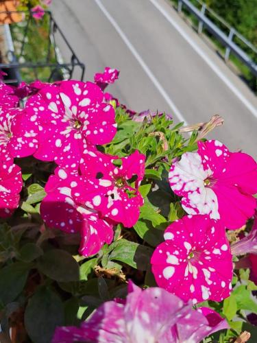 a group of pink flowers with white spots on them at PROVINCIALE 79 in Magreglio