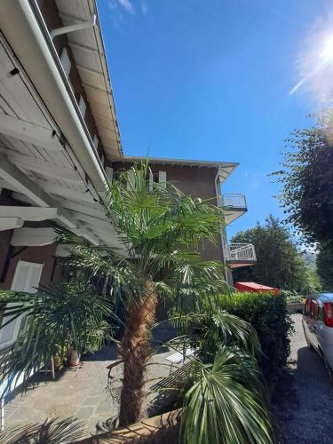 a palm tree in front of a house at PROVINCIALE 79 in Magreglio