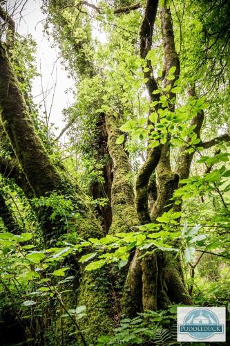 a lush green forest with trees and vines at Puddleduck Valley in Holsworthy