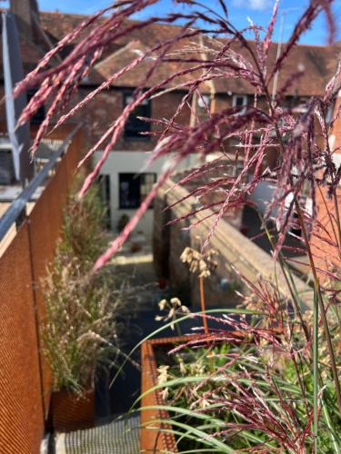 a bunch of plants on a fence in a yard at Pallant Hideaway in Chichester