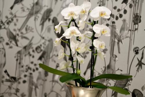a vase filled with white flowers in front of a wall at Kastens Hotel Luisenhof in Hannover