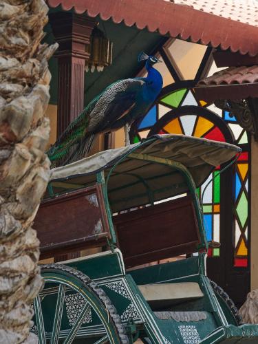 a peacock sitting on top of a cart at Meliá Desert Palm Member of Meliá Collection in Dubai
