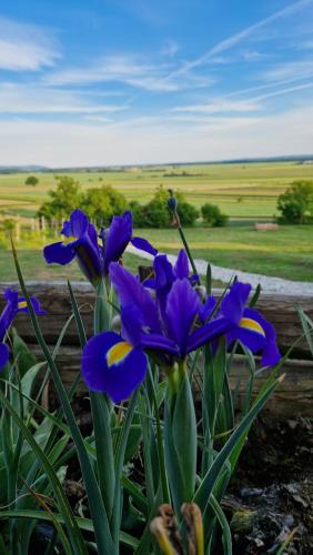 a group of purple flowers in a field at Holiday House Clavis in Dobrovnik