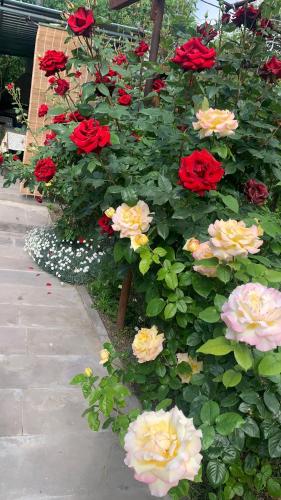 a bunch of red and yellow roses in a garden at Center in Goris