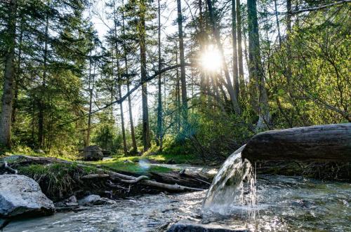 a stream of water in the middle of a forest at Haus Monika in Scharnitz