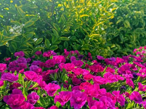 a bunch of pink and purple flowers in a garden at Blumoon boutique in Andria