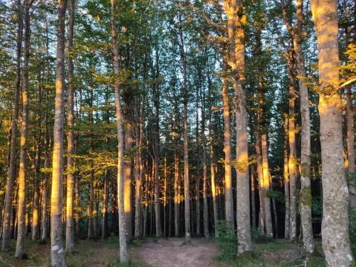a group of tall trees in a forest at PTHouse in Badia Prataglia