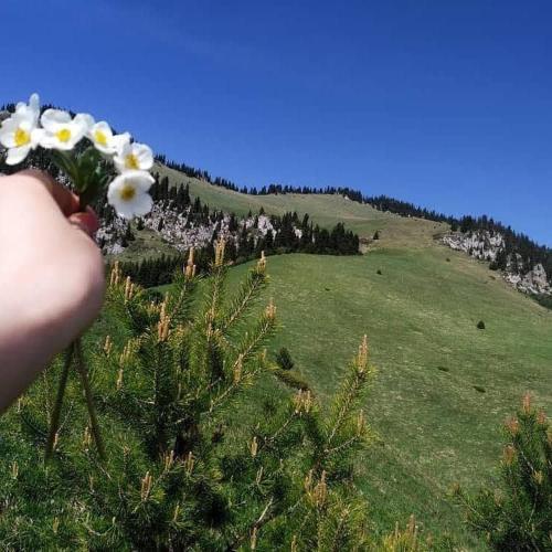 a person holding a bunch of flowers on a hill at "Benni" guest house in Kensu