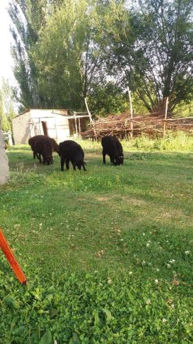 a group of black bears grazing in a field at "Benni" guest house in Kensu