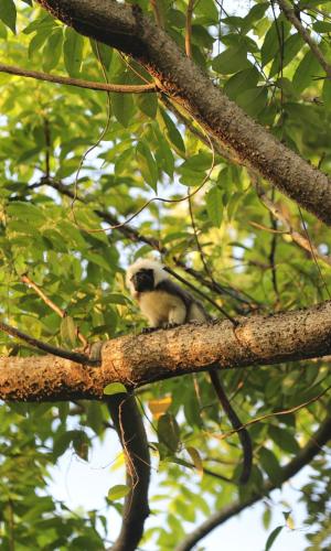 a monkey sitting on top of a tree branch at The Valley Tayrona hostel- A social jungle hostel in El Zaino