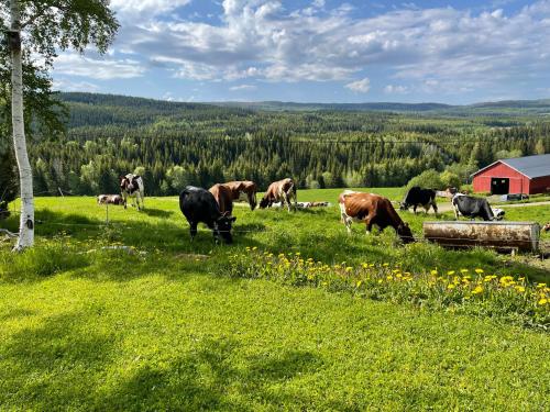 Φωτογραφία από το άλμπουμ του Smedja overnatting og ysteri σε Mona