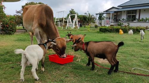B&Bの敷地内または近くにいる動物
