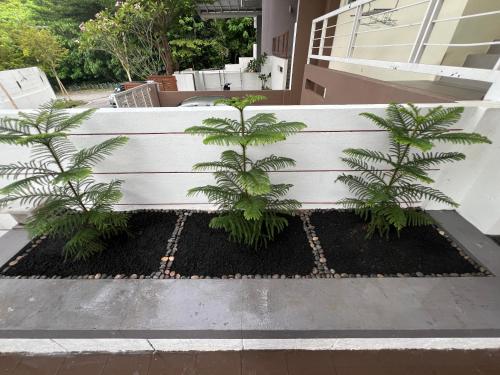 two palm trees in a garden next to a white fence at Summer Villa Batu Ferringhi in Tanjung Bungah