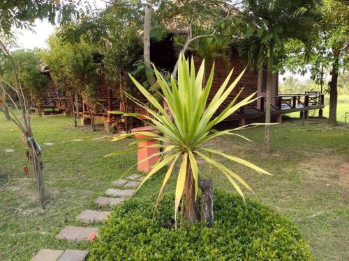 a palm tree in front of a cabin at Indie House @ Maerim in Chiang Mai