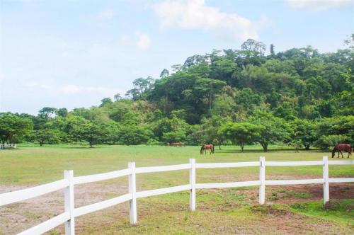 a white fence and horses in a field at Kingsleys Hotel and Gastro Pub in Angeles