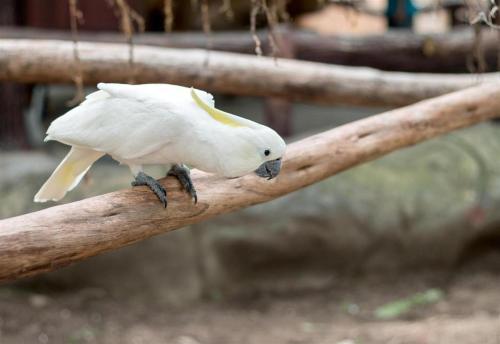a white bird perched on a wooden pole at Kingsleys Hotel and Gastro Pub in Angeles