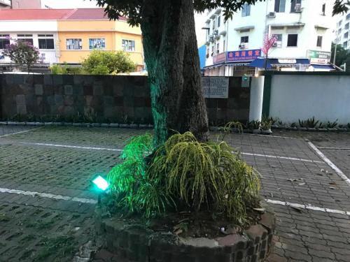 a green traffic light sitting next to a tree at Lai Ming Hotel Cosmoland in Singapore