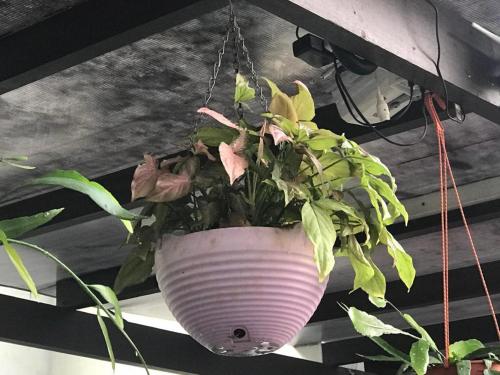 a plant in a pot hanging from a ceiling at Lai Ming Hotel Cosmoland in Singapore