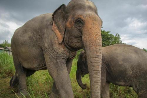 a large elephant standing next to a baby elephant at OYO 769 Ban Thassanee in Chiang Mai