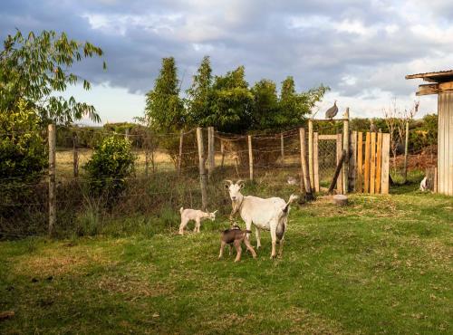 two sheep and a baby goat standing in a field at Mount Kenya Farm Stay in Nanyuki
