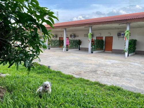 a dog sitting in the grass in front of a building at Sweet Hug Hotel in Suphan Buri