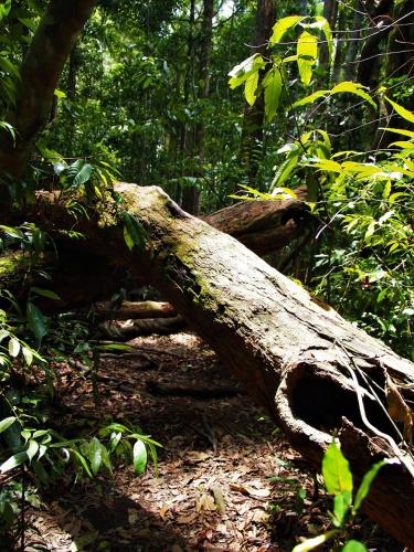 a fallen tree on a trail in a forest at TheJungleGuide - Lodges & Treks in Bukit Lawang