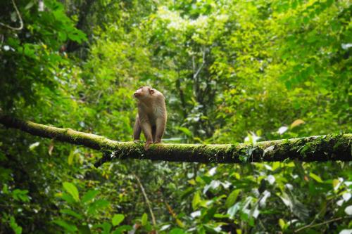 a monkey is standing on a tree branch at TheJungleGuide - Lodges & Treks in Bukit Lawang