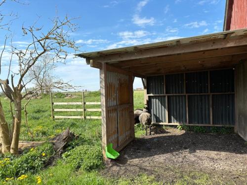 a barn with two sheep standing in a field at Österlen Oasis in Spjutstorp