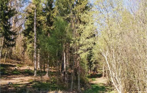 a wooded area with trees and a dirt trail at Ferienhaus 30 In Frankenau in Frankenau