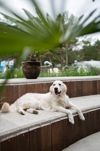 a white dog laying on a wooden fence at Hotel Linea Mare in Pobierowo