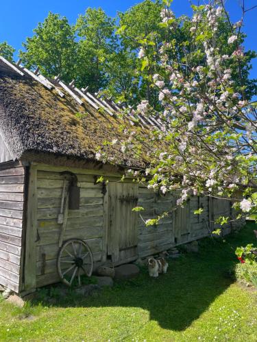 Gallery image of Aaviku Holiday Houses in Vanamõisa
