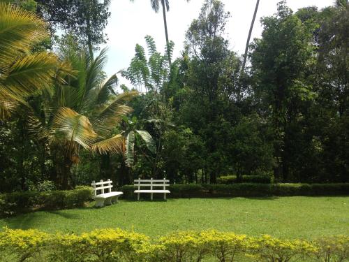 two white benches in a park with trees and grass at Alfred Colonial Bungalow & Spice Garden in Kobbekaduwa