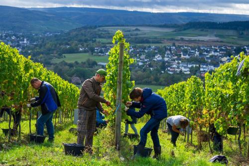 a group of people planting grapes in a vineyard at Turmstube in Maring-Noviand