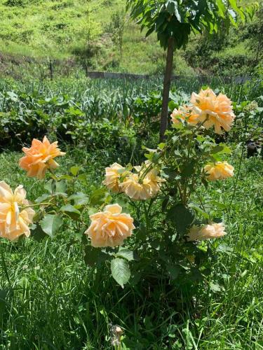 a group of orange flowers in the grass at Apartment Osmajic in Pluzine