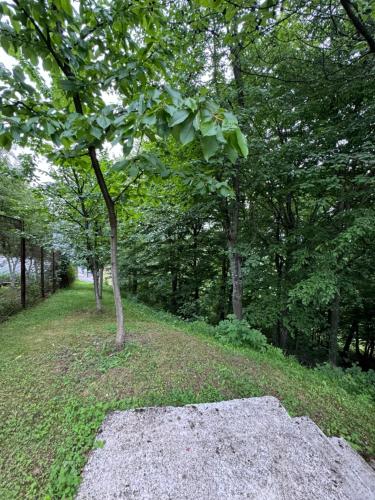 a tree in the middle of a field with trees at Villa RELAX Miševići in Sarajevo