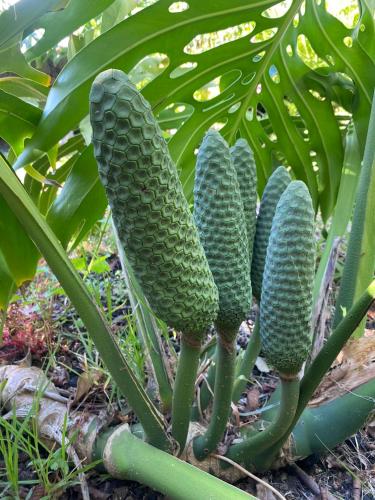a bunch of green fruit on a plant at Apartamentos Turisticos Verdemar in Horta