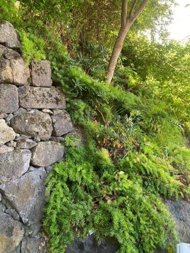 a stone wall with green plants on it at Apartamentos Turisticos Verdemar in Horta
