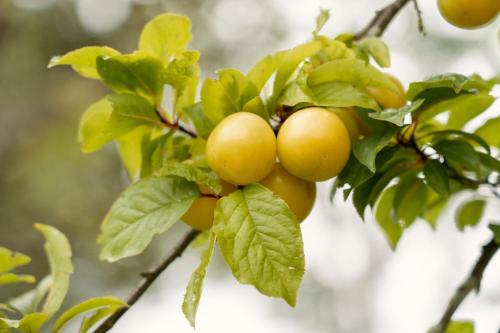 a bunch of fruit on a tree branch at Casa Abuela Toñi in Oviedo