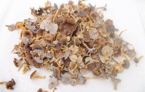 a pile of mushrooms on a white surface at Holiday Home Hult Gunnarp Ätran in Bälshult