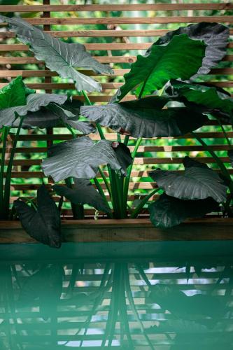 a plant with green leaves sitting next to a pool of water at Monkey Tiny House - Private swimming pool in Big Bight
