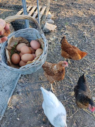 a group of chickens standing around a basket of eggs at Les chambres du Chateau de Fenestrelle in Aubagne