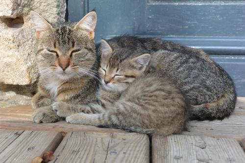 two cats laying next to each other in front of a door at Aux Pays Des Sucs in Saint-Hostien